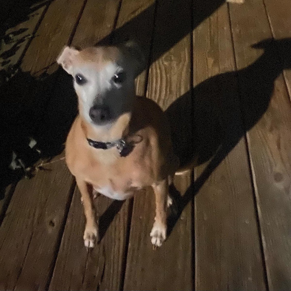 Blue moonlight. These pics are all lit by the moon only. Bright out, needed shades. #Blue_Moon #moonlight