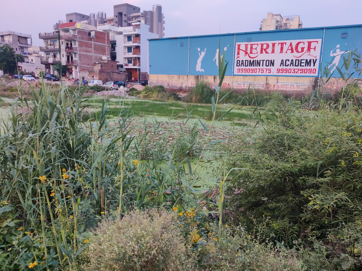 Truth070707's tweet photo. @IpsitaTOI @MunCorpGurugram @HspcbS @SaveAravali @lifeindia2016 @mlkhattar
They should be fined for these as well
Jab log bimar padenge tab inke Mann ko Shanti milegi.
Is bar poori koshish rahegi in jaiso ko apne keemti vote na de
I request to retweet so that there ears get something....it is for all of us.
Tired of being following them up https://t.co/6iGVIbomnM