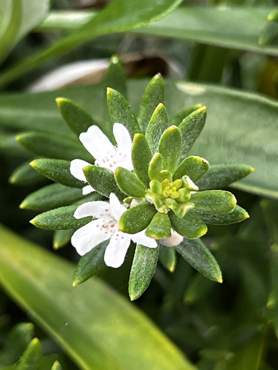 Fatemeh (@drmoheimani) on Twitter photo 