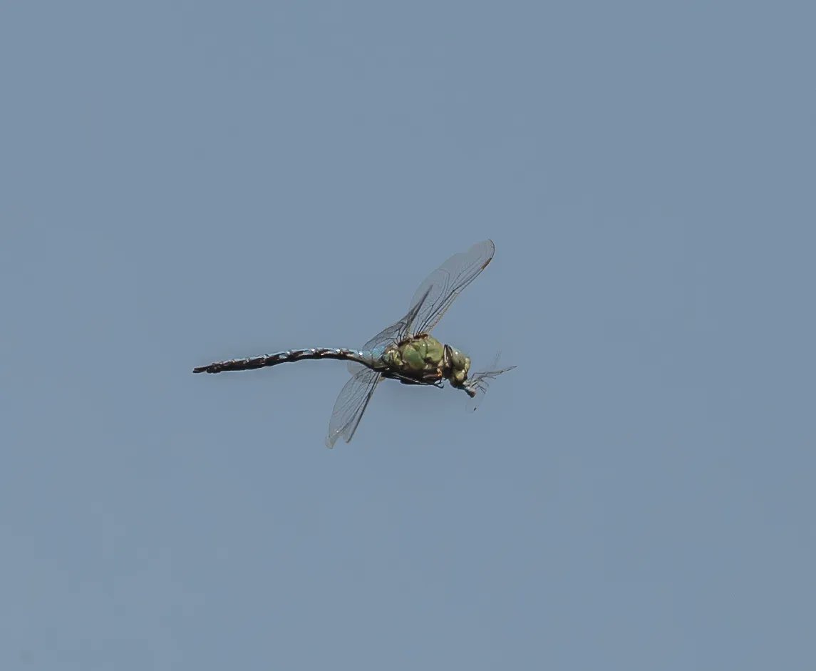 Emperor dragonfly eating what appears to be a damselfly (or possibly small dragonfly) while on the wing. One of the largest dragonfly species in Europe, the emperor is accustomed to hunting and eating while in flight.