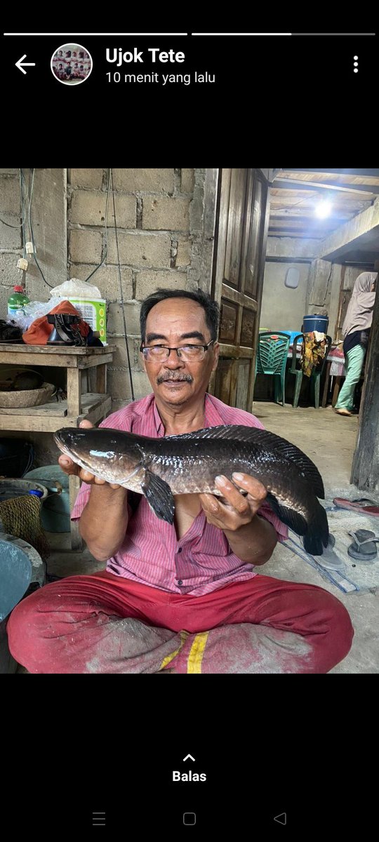 Wuuiihhh keren kakek kami dpt gabus 1,7kg
Mancing mania muantab👍👍
#telokputih
#lebongtelokputih