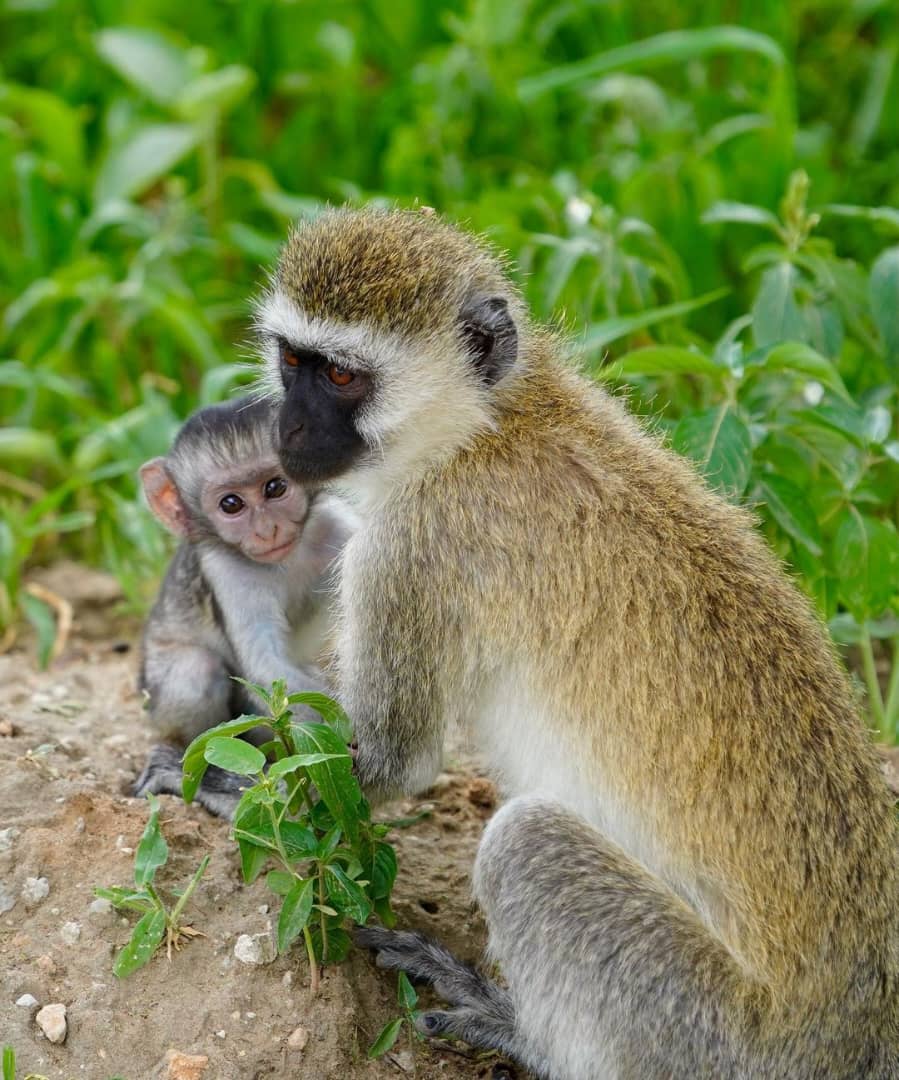 Bestviewsafaris's tweet photo. 🐒 Meet our inspirational friends from the wild! Just as this devoted mother vervet monkey cares for her young, we're dedicated to ensuring your #Safari experience is exceptional. Let us guide you through nature's wonders in the most heartwarming way. https://t.co/LRqzgmVpfr https://t.co/THYdGVGV5g