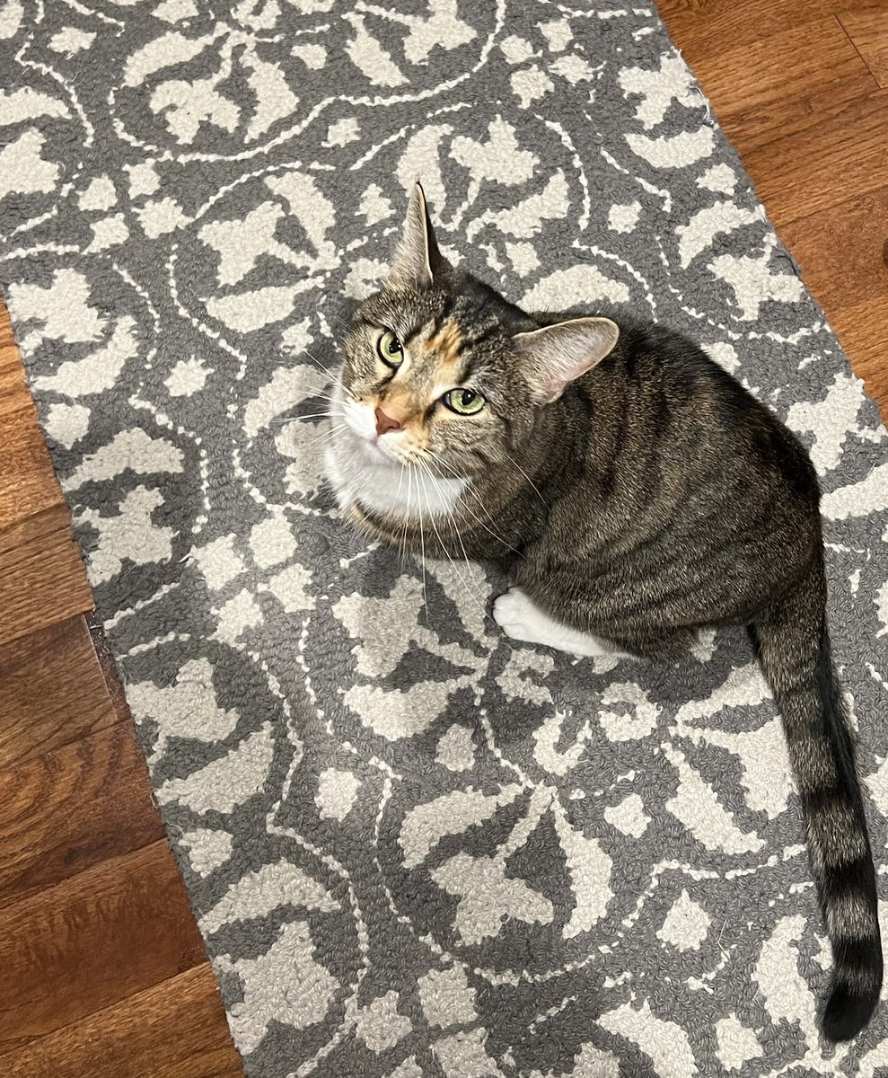 stapcrew's tweet photo. @DannyDeraney @Crosbydoggy My kitties sweet Olive 🫒 and my side eye 👀Eliza 😻🤣 https://t.co/mCay0kZmws