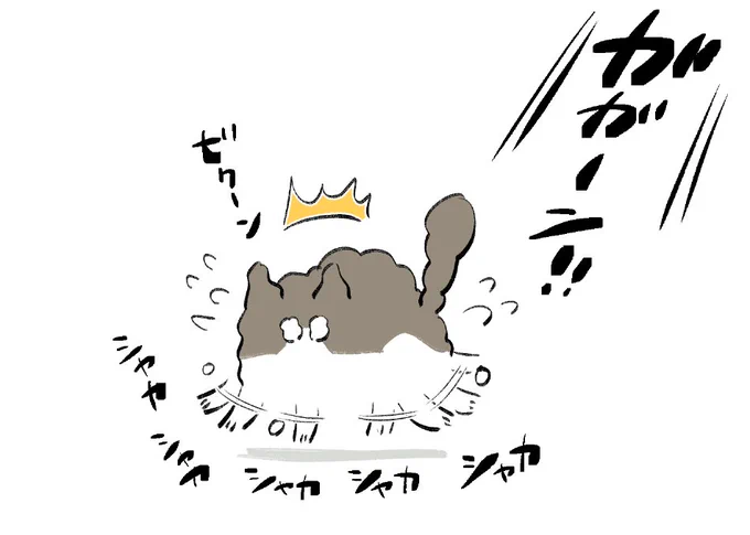 昨日の雷にビビりちらかしてたシロウくん、こんな感じだった 