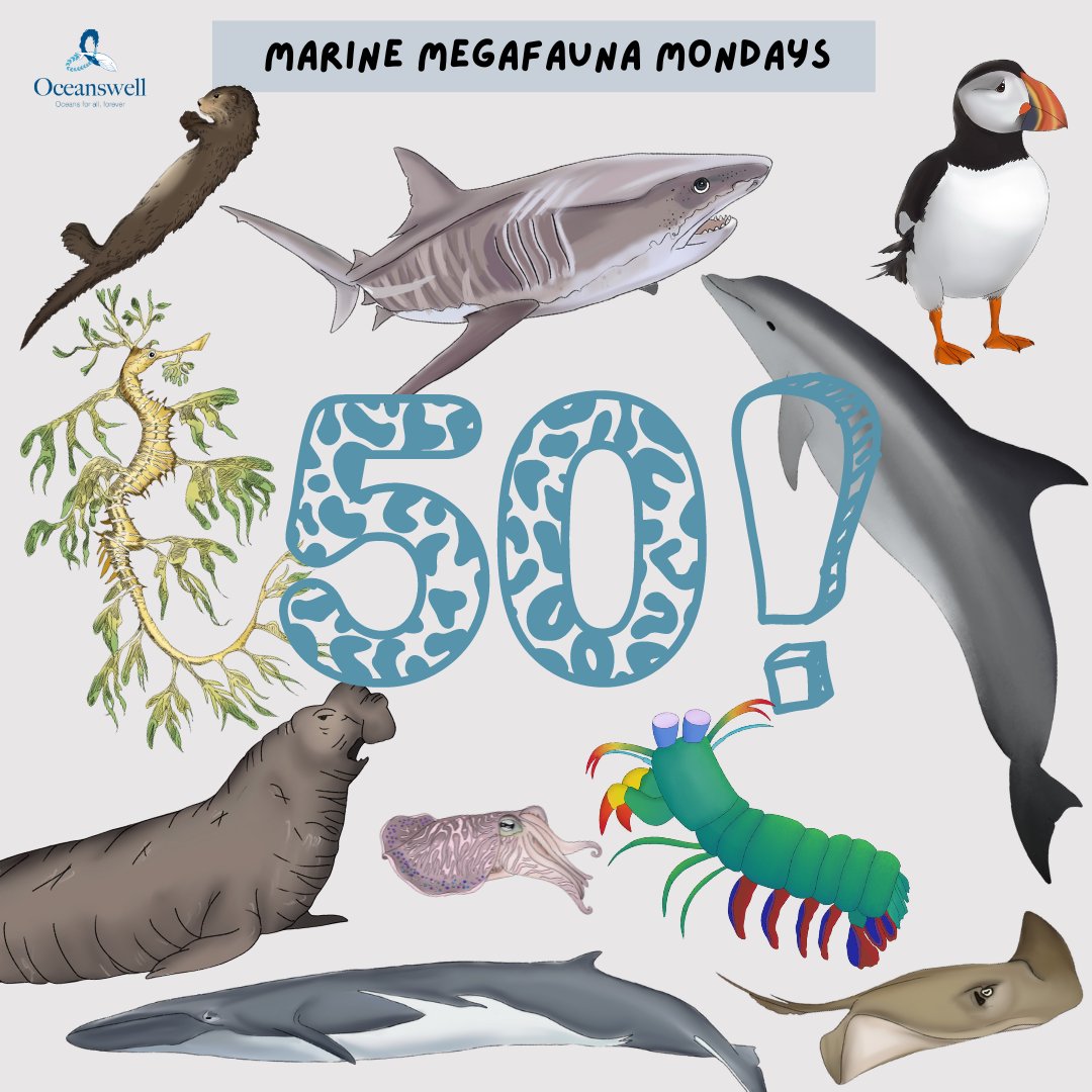 This week’s post marks our 50th Marine Megafauna Monday! We hope you have enjoyed it as much as we have and that you were able to learn something new everyday. To celebrate, we would love for you to tell us a fun fact that you learned in the comments below! #MarineMegafaunaMonday