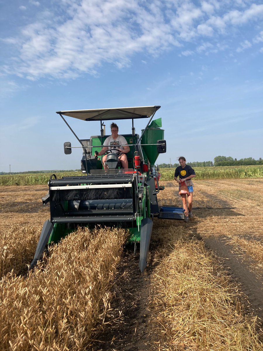 Robyne Bowness Davidson (@pulsechickab) on Twitter photo Harvesting some lupin research plots today. Plots looked so good this year! <a href="/APGresearch/">Jenn Walker</a> Harvesting some lupin research plots today. Plots looked so good this year! <a href="/APGresearch/">Jenn Walker</a>