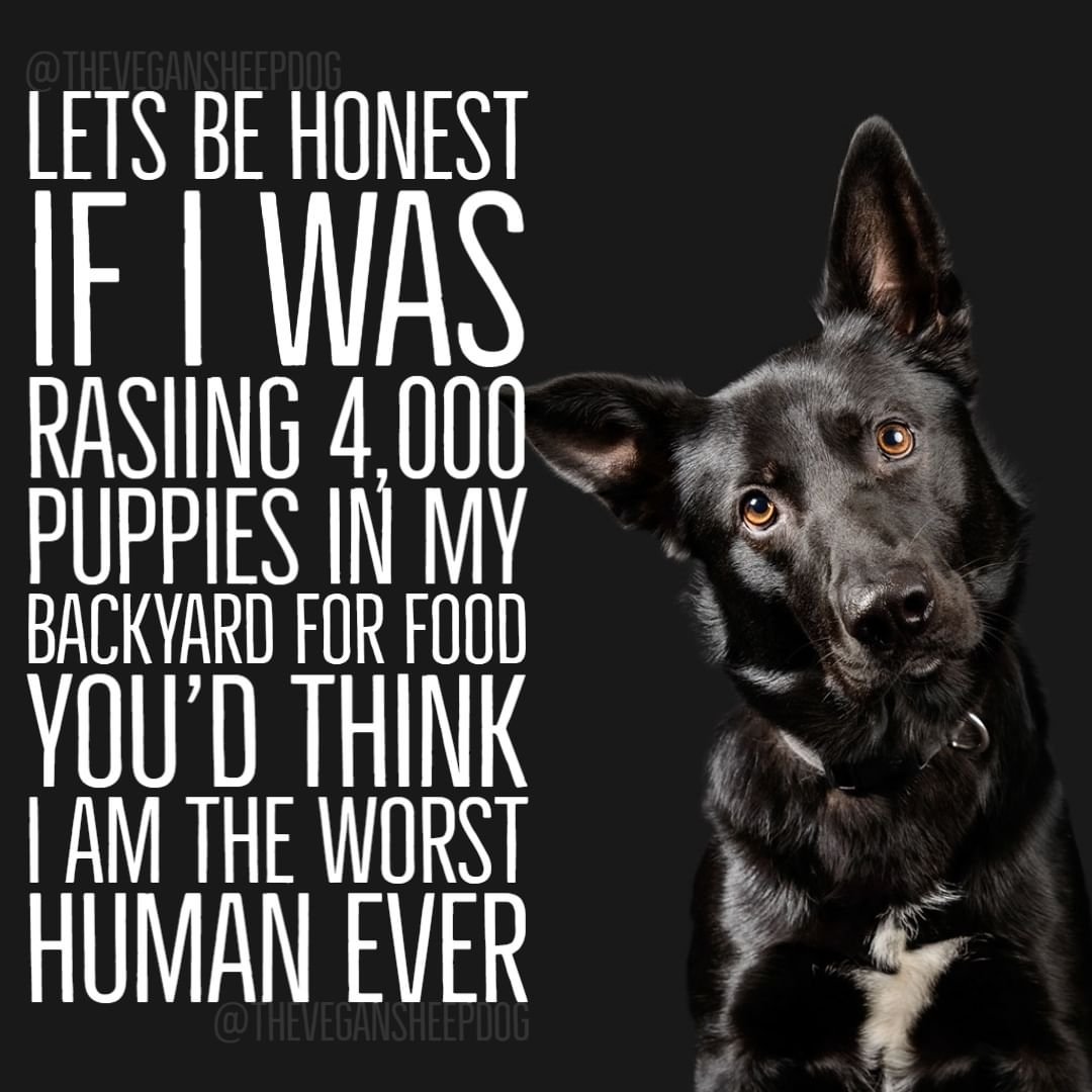 We wouldn't tolerate anyone causing harm to a puppy, so why pay for someone to harm a piglet? Honest question, if you' like to know more feel free to ask.
#pig #pigs #puppy #puppies #dog #dogs #govegan #veganism #vegans #vegan #veganshare #hypocrisy #speciesism #veganmeme #food