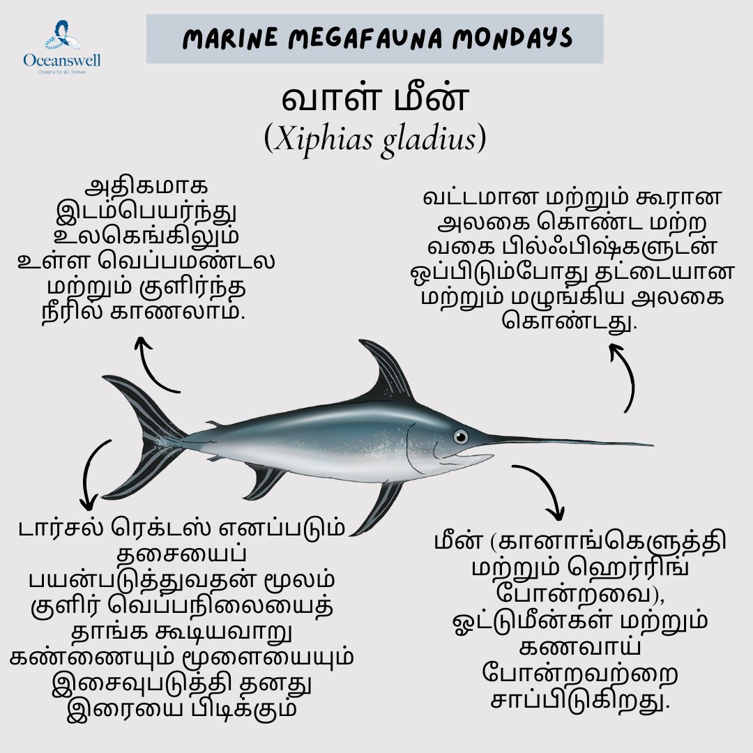 Swordfish, this week's star, are well-known for their sword-like bill. Swordfish are a type of billfish, and their bills are an extension of their upper jawbone which they use to stun and dismember their prey. Check out this week's #MarineMegafaunaMonday to learn more!