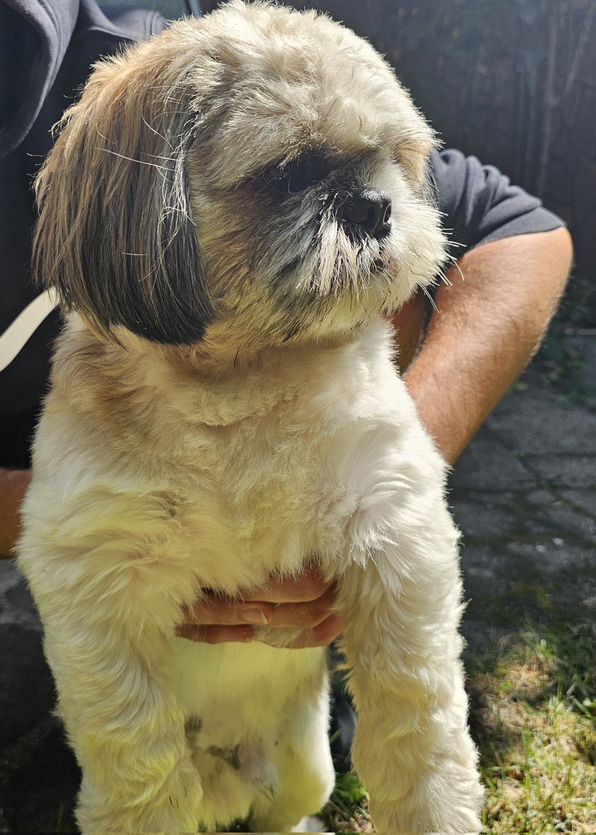 My best friend Djeri the Shih Tzu
#doglover #BestFriends