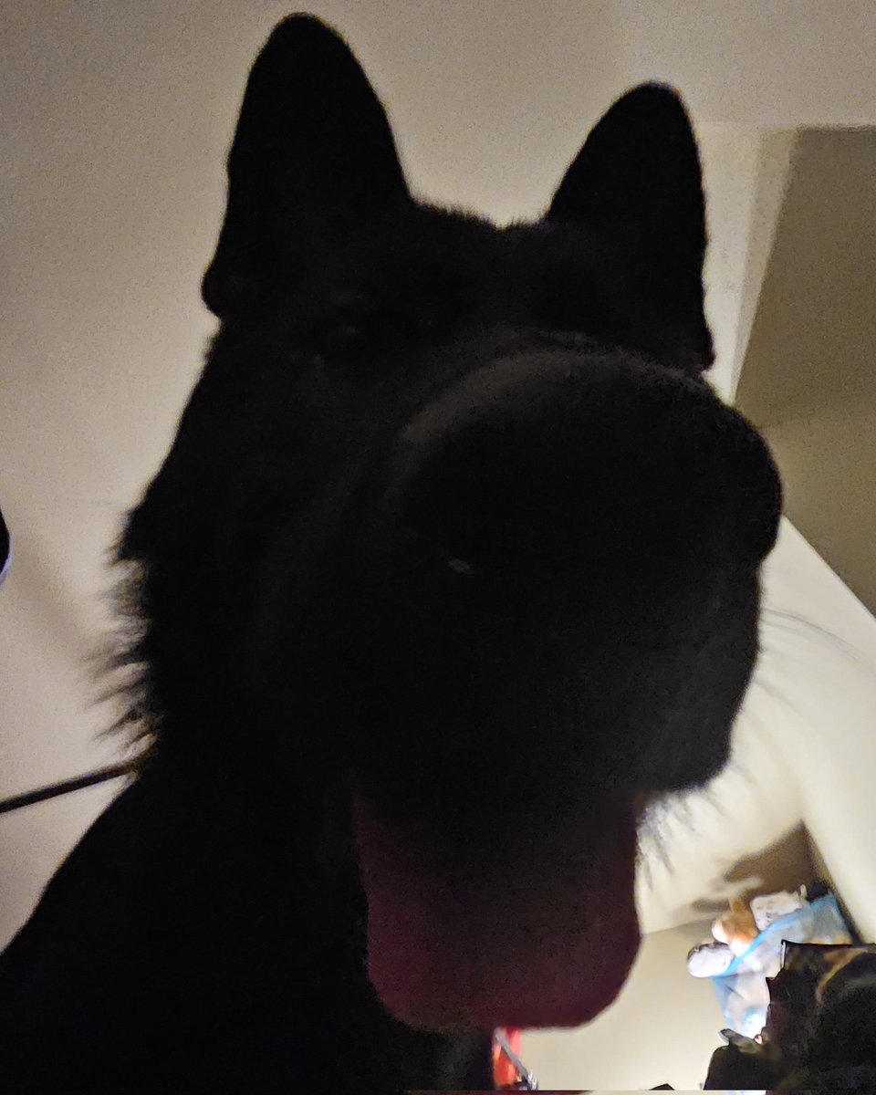 SkunkerPuppy's tweet photo. I'm just trying to do my nightly sit-ups and @HowlTheShep is just liek
"u got any games on ur phone?" https://t.co/j22lNBv11E