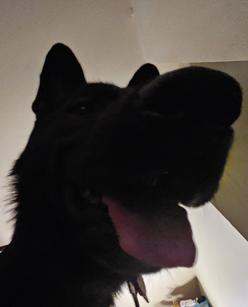 SkunkerPuppy's tweet photo. I'm just trying to do my nightly sit-ups and @HowlTheShep is just liek
"u got any games on ur phone?" https://t.co/j22lNBv11E