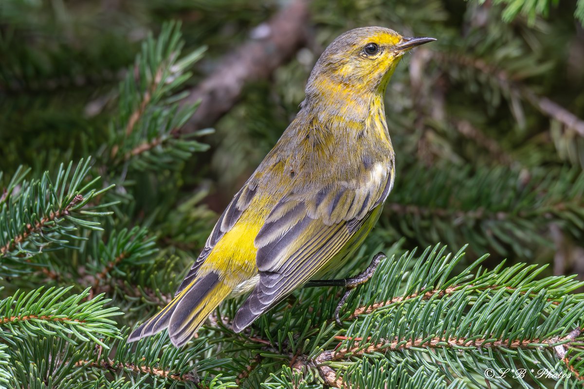 Lorr 333 (@lorr333) on Twitter photo Cape May Warbler looking sleek. Photographed in #SainteCatherine #Québec #Canada
#birds #warblers #nature #wildlifephotography #BirdsSeenIn2023 #BirdsOfTwitter <a href="/Britnatureguide/">The British Nature Guide</a> <a href="/ThePhotoHour/">#ThePhotoHour</a> <a href="/BPQBirdsighting/">BPQ Bird sightings</a> <a href="/birdsoftheworld/">Birds of The World: The Cornell Lab</a> <a href="/BirdsCanada/">Birds Canada</a> <a href="/BirdGuides/">BirdGuides</a> Cape May Warbler looking sleek. Photographed in #SainteCatherine #Québec #Canada
#birds #warblers #nature #wildlifephotography #BirdsSeenIn2023 #BirdsOfTwitter <a href="/Britnatureguide/">The British Nature Guide</a> <a href="/ThePhotoHour/">#ThePhotoHour</a> <a href="/BPQBirdsighting/">BPQ Bird sightings</a> <a href="/birdsoftheworld/">Birds of The World: The Cornell Lab</a> <a href="/BirdsCanada/">Birds Canada</a> <a href="/BirdGuides/">BirdGuides</a>