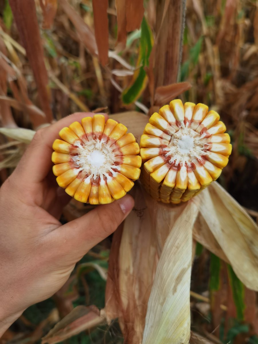 Pannocchie da bordo campo. #AgTwitter
