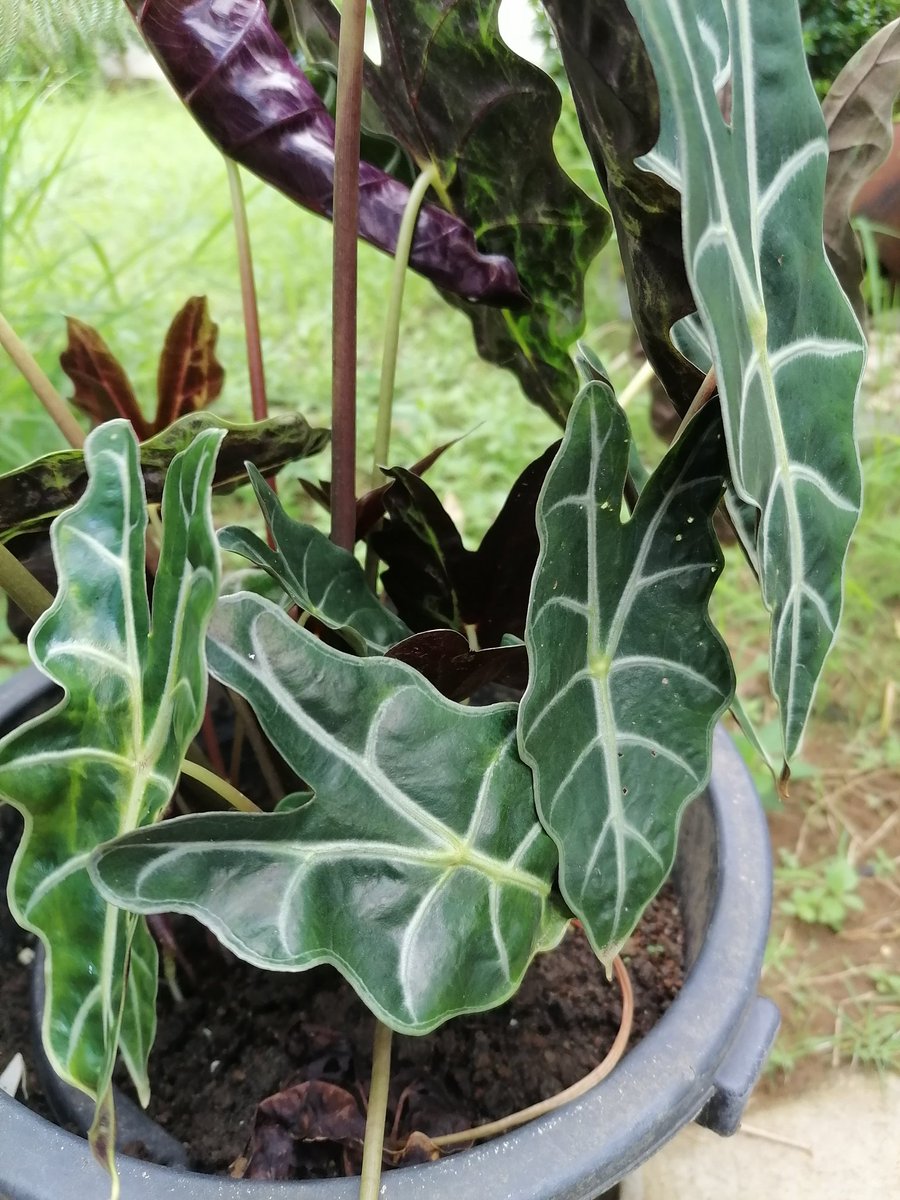 #ALOCASIA