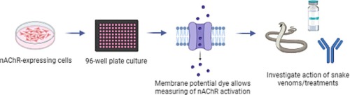 Our paper on a new in vitro assay for assessing neurotoxicity is now published in Biochemical Pharmacology: sciencedirect.com/science/articl…. Thanks to <a href="/CSRIatLSTM/">Centre for Snakebite Research & Interventions</a> for leading this!
<a href="/CAT4Science/">Center for Antibody Technologies</a>, <a href="/nickcasewell/">Nick Casewell</a>, <a href="/LLedsgaard/">Line Ledsgaard</a>, <a href="/MiekeNys/">MiekeNys</a>, <a href="/DTUbioengineer/">DTU Bioengineering</a>, <a href="/DTUtweet/">DTU</a>, <a href="/wellcometrust/">Wellcome</a>