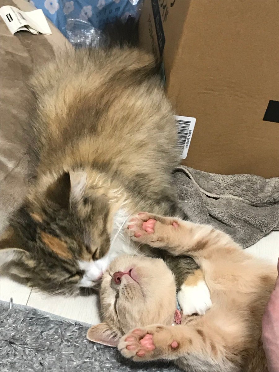 momomalodaily's tweet photo. 赤ちゃんミヌエットとマンチカンの癒し動画 #shorts #cat #ねこ #マンチカン #ミヌエット #ねこのいる生活 #猫 #kitten #癒し #子猫 #天使 #fyp
https://t.co/S9rwtIKqET https://t.co/mJDtTwXOvr