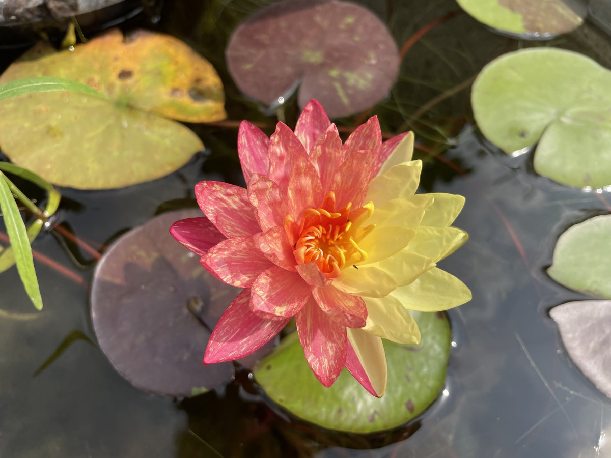CanisPariah's tweet photo. Day 2 :- 

Glad that this is blooming on the eve of Raksha Bandhan ! Wishing everybody…

#WaterLily #ContainerPond #GardeningTwitter #Dragonfly #genetics #HappyRakshaBandhan https://t.co/pqHpmfaSId