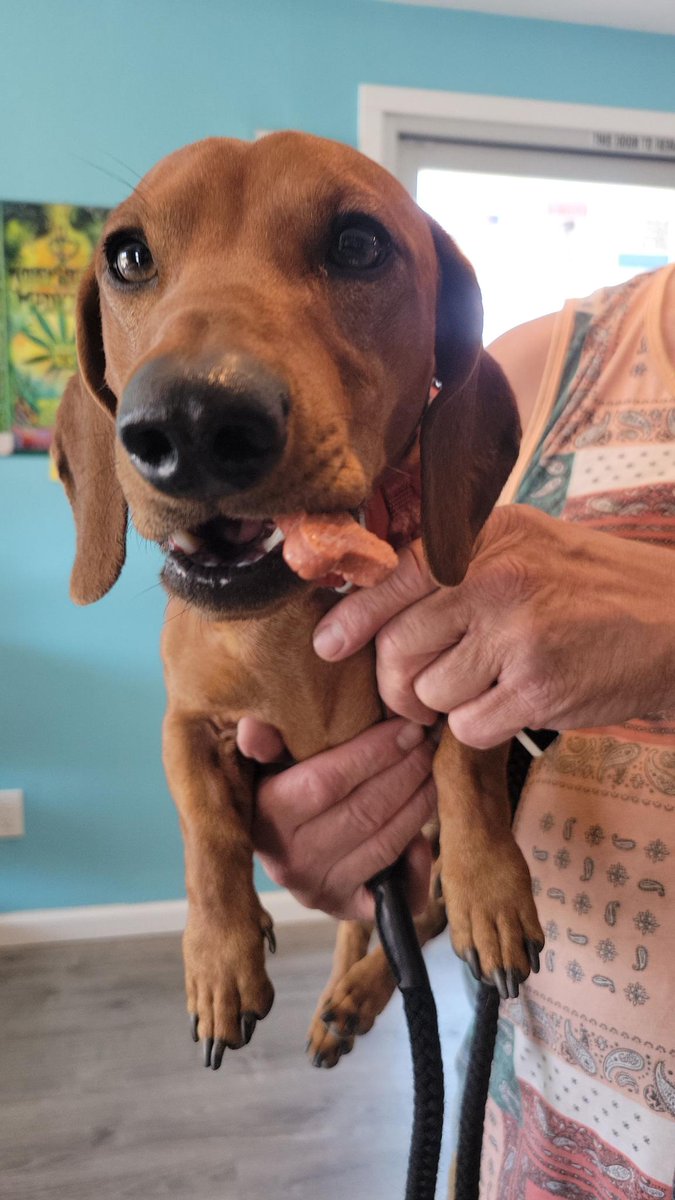 CLA707's tweet photo. Another satisfied visitor today πΆπ You dont have to leave your furbaby in the car when you visit us. Bring them into any one of our Kure Wellness locations and let us spoil them while you shop!! 𦴠#KureWellness #petfriendly #CannabisCommunity #cannabisdispensary #kuredogs @KureDogs