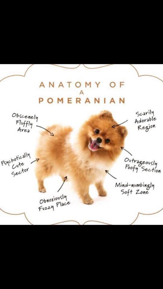 DogCoachFrancis's tweet photo. Is this true? https://t.co/vtXT5KrDKC