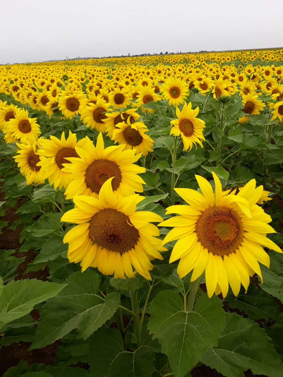 Clarisse de Terres Inovia Nord&Est tweet media