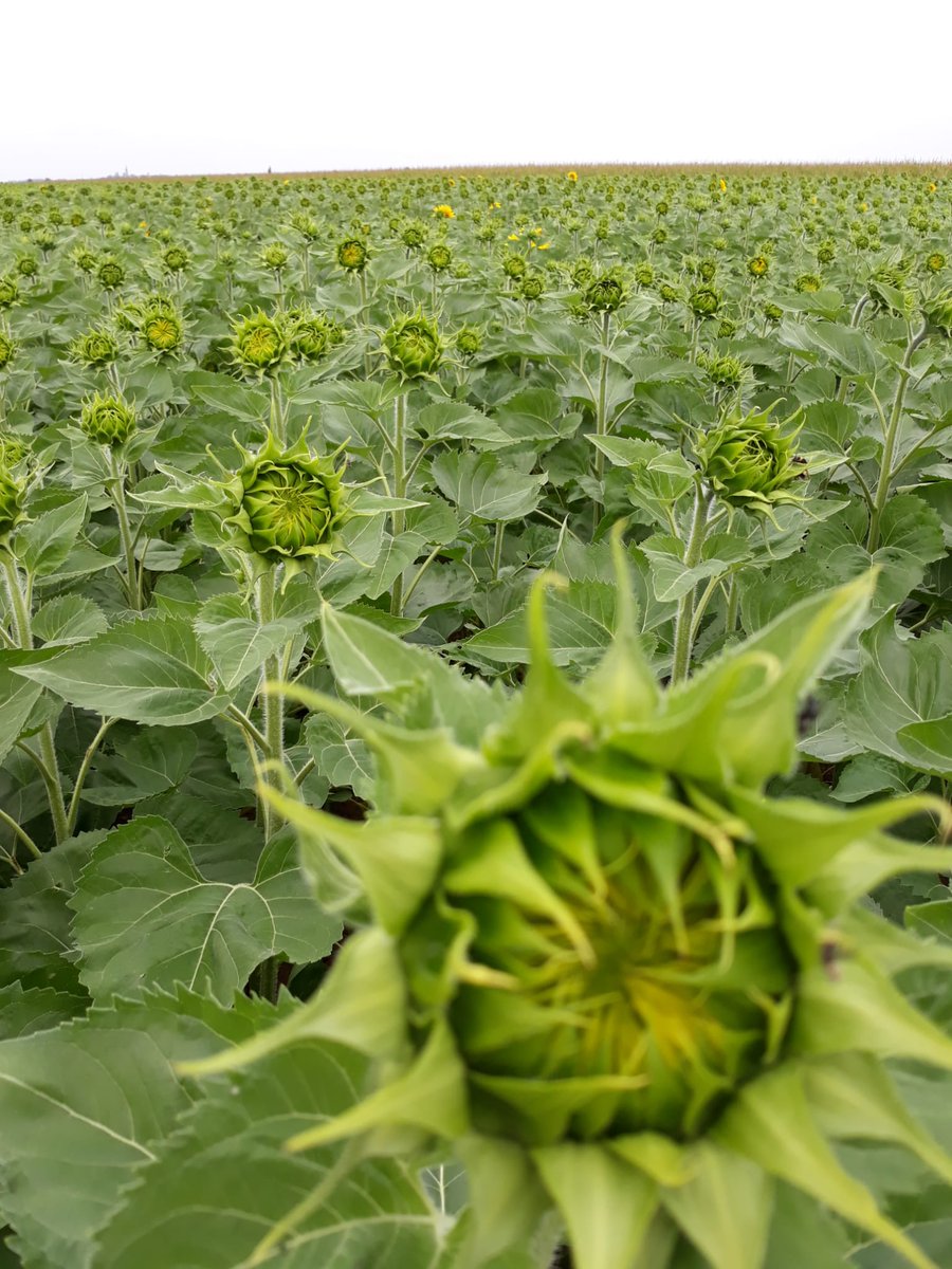 Clarisse de Terres Inovia Nord&Est tweet media