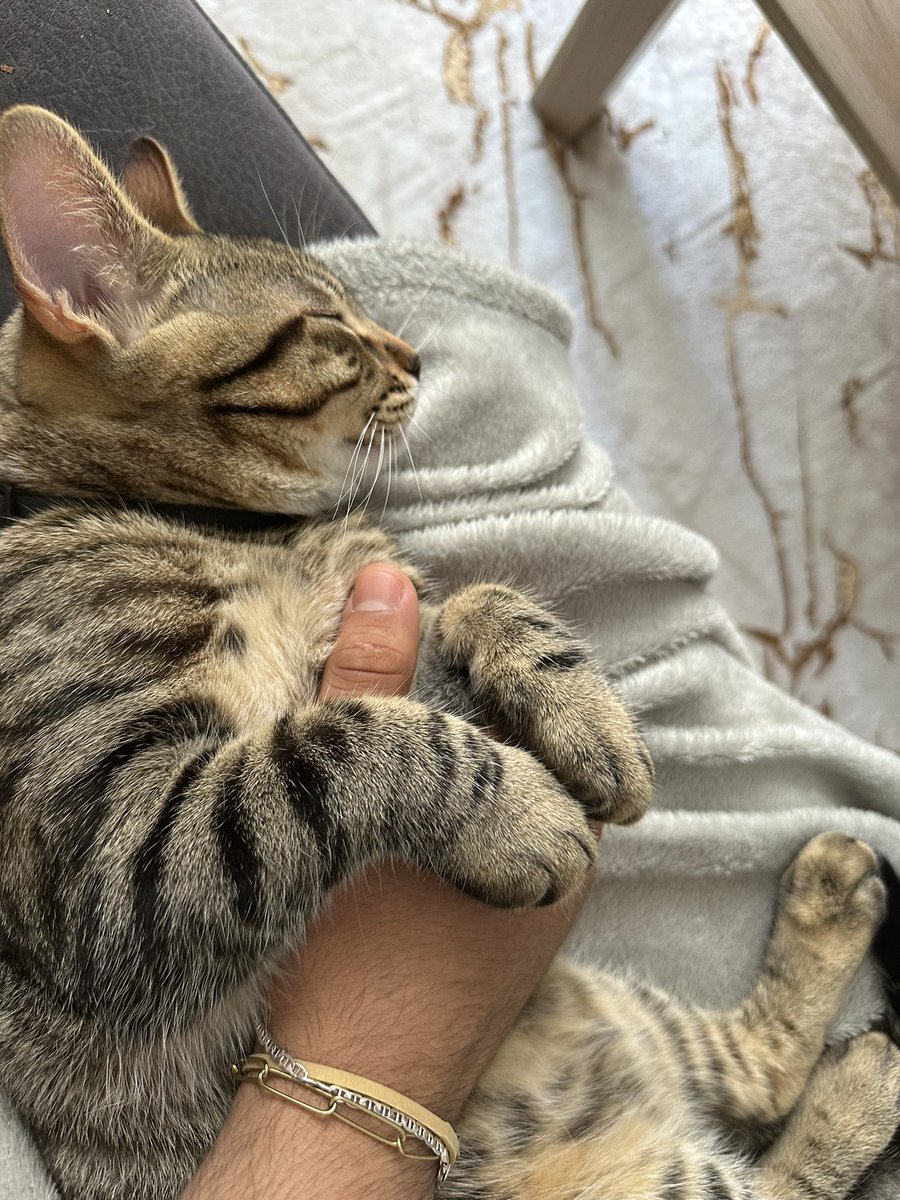 mehdimdc's tweet photo. Mon fils ma bataille #diego #catlover https://t.co/IU90mXrN2W