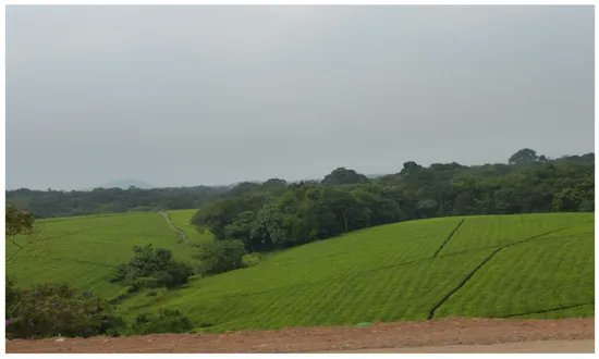 Land_MDPI's tweet photo. #GoodPaper
Forest and #LandRights at a Time of Deforestation and #ClimateChange: Land and Resource Use Crisis in Uganda
by Dastan Bamwesigye et al.
👉https://t.co/MYMDxkq97C https://t.co/g2DT3q0jqO
