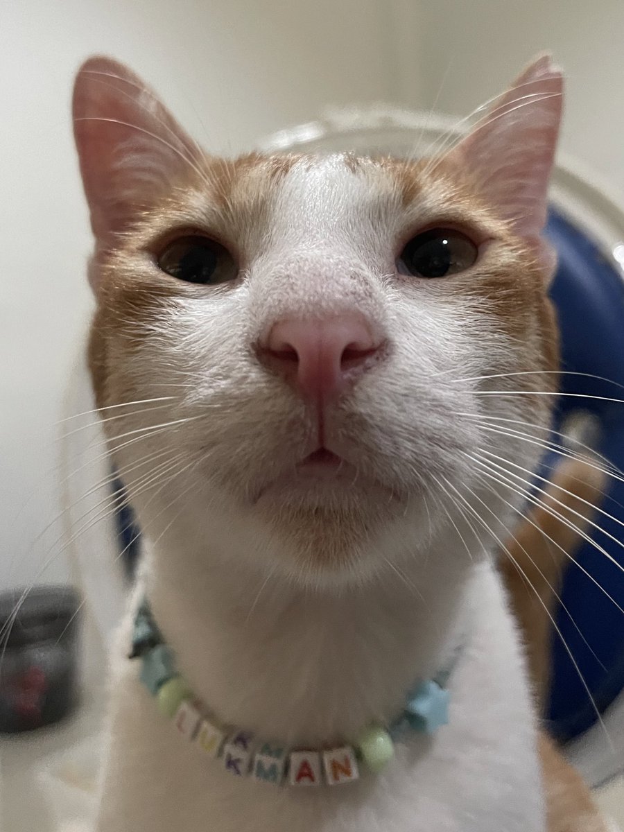 halo aku kucing tweet media