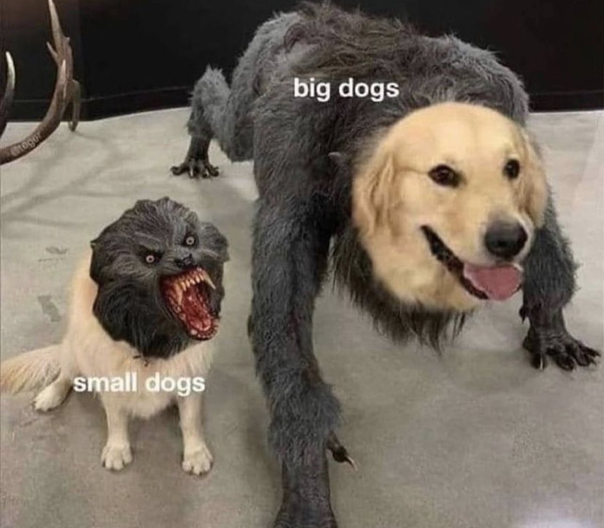 twaniimals's tweet photo. https://t.co/BLCs75oaks