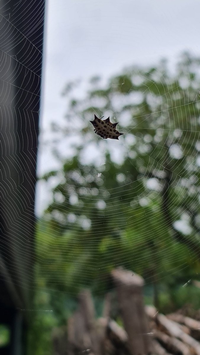 YaderiCN's tweet photo. @Arachno_Cosas a esta otra pequeña también la encontré en Costa Rica, que bonita su telaraña 🕸🕷, me ayudas a identificarla https://t.co/jIYIOHkygp