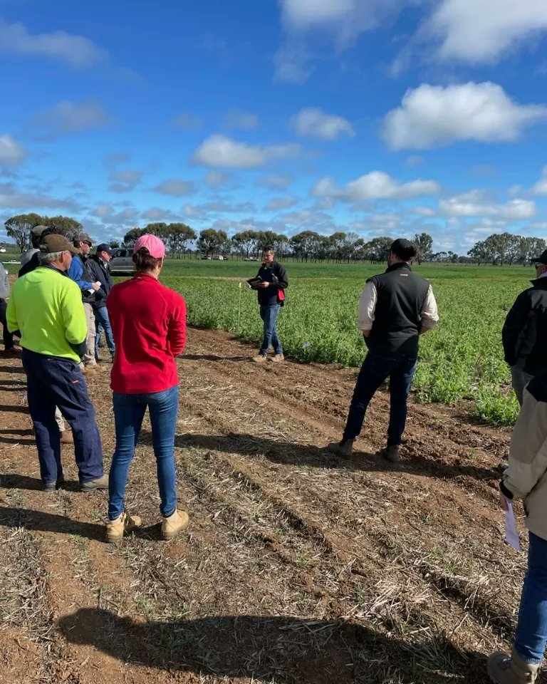 BCG_Birchip's tweet image. Perfect day for a crop walk at Pyramid Hill! @vicgovag

📸@bennettbrooke #agresearch #pulseresearch