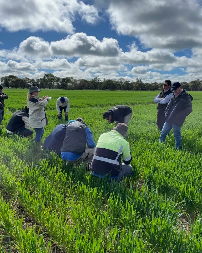 BCG_Birchip's tweet image. Perfect day for a crop walk at Pyramid Hill! @vicgovag

📸@bennettbrooke #agresearch #pulseresearch