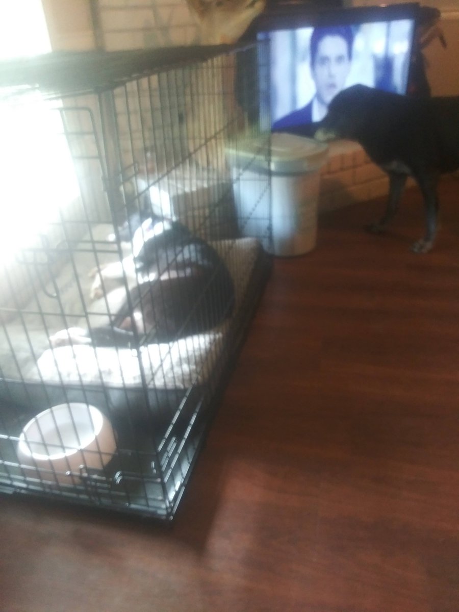 GreatestPyrene1's tweet photo. #JohnMayer and Sam helping me dogsit : ) #dogsoftwitter #tweetsofdogs #labrador #lab_pack #Beyond_theleash #Dalbodog #VancityReynolds #katyperry #kevin_nealon #DavidSpade #danacarvey #reba #puppiesDoglover #bestfriends #SU2C https://t.co/OE0lWtsI93 https://t.co/ioAtfCcdcC