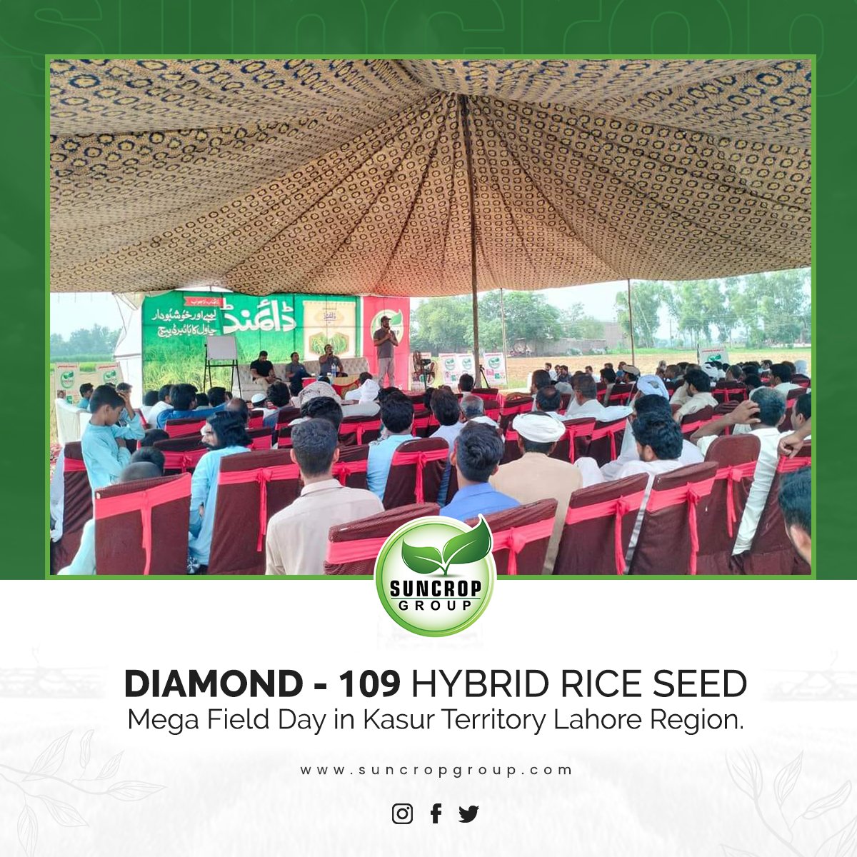 suncrop_group's tweet photo. Diamond - 109 Rice Hybrid seed harvesting field day in Kasur Territory Lahore Region. Excellent yield observed and farmers are highly satisfied.
#ricefield #farmers #highyeild #feildday #suncropgroup #agriculture https://t.co/t2CFxaA6j3