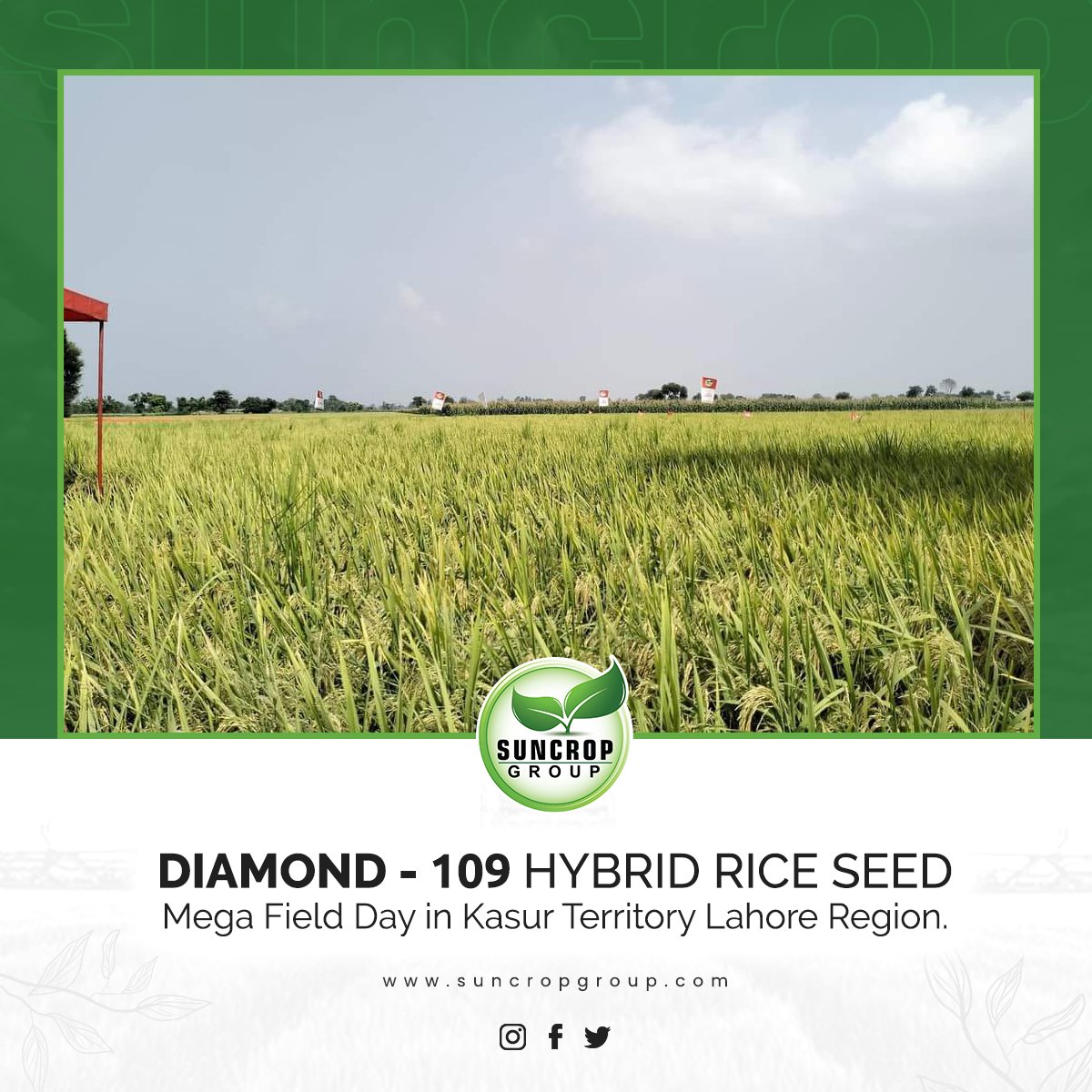 suncrop_group's tweet photo. Diamond - 109 Rice Hybrid seed harvesting field day in Kasur Territory Lahore Region. Excellent yield observed and farmers are highly satisfied.
#ricefield #farmers #highyeild #feildday #suncropgroup #agriculture https://t.co/t2CFxaA6j3