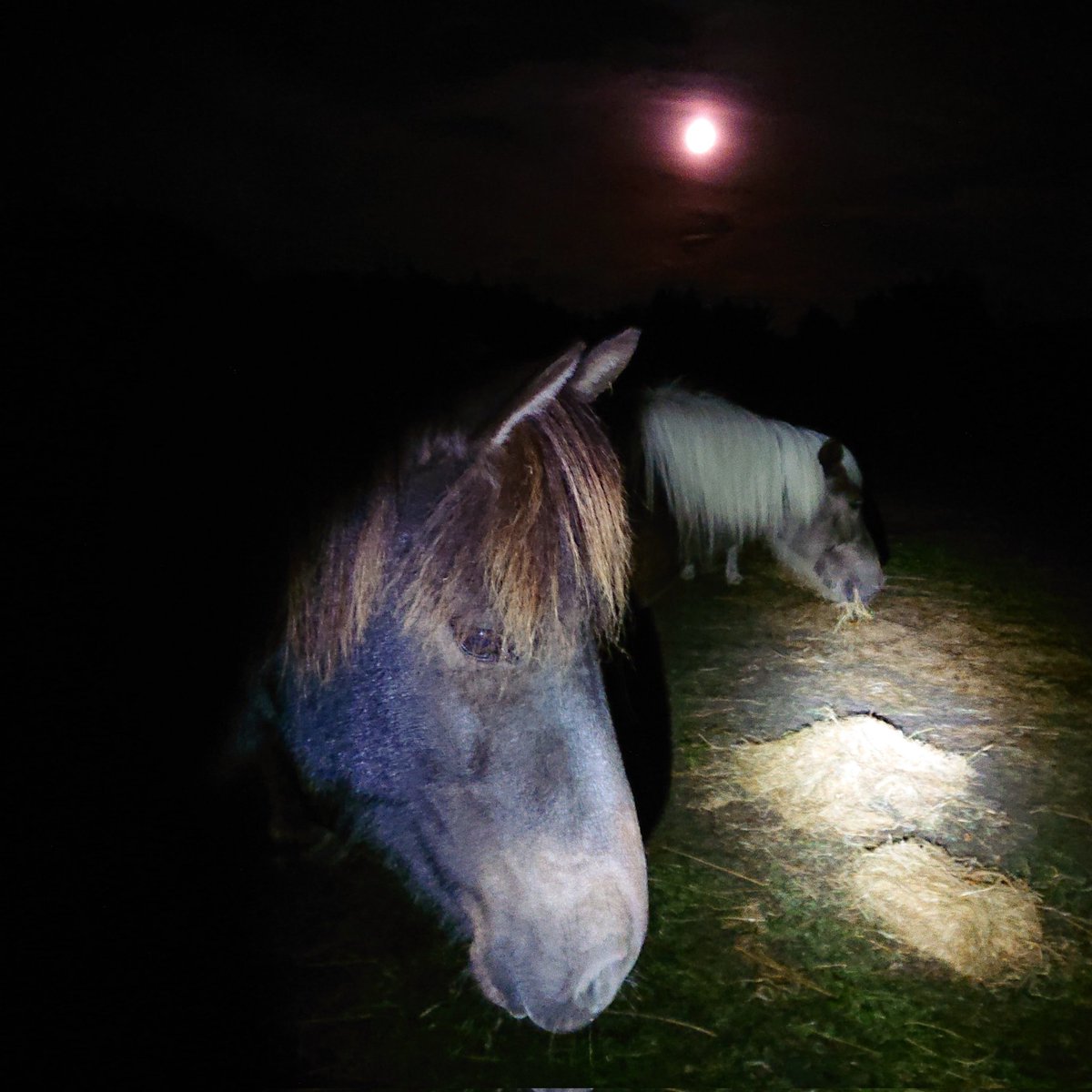 DePrairiePonys's tweet photo. Volle maan? Blauw?
Hmm. Nee, niet gezien.

#bluemoon #groenisgras #geelishooi #nachtwerk #Shetlanders #IJslanders #dePrairie #Terschelling https://t.co/3VqwWkRclF