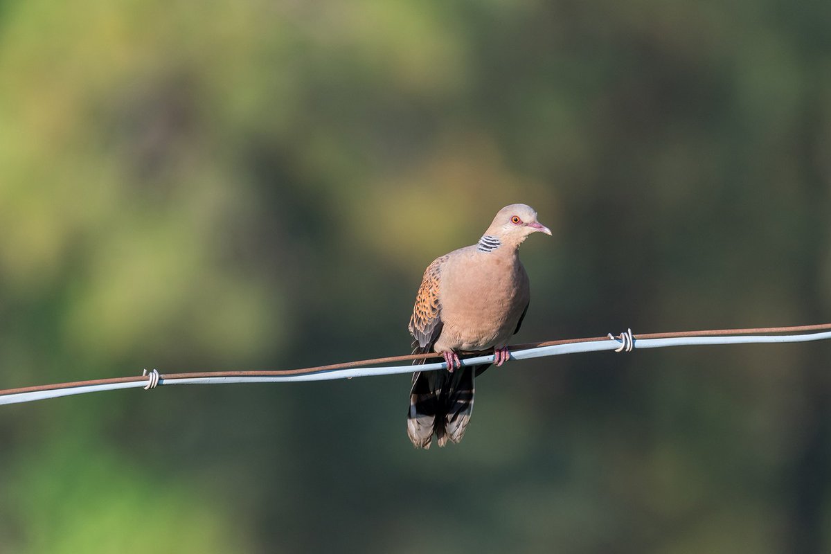 amitdabasphotos's tweet photo. Oriental Turtle Dove

#birdphotography #BirdsOfTwitter #birds #birding #dove #spotteddove #pegion #psedit #photoedit #photoshop #photoshopedit #IndiAves https://t.co/PeIHJF24Fg