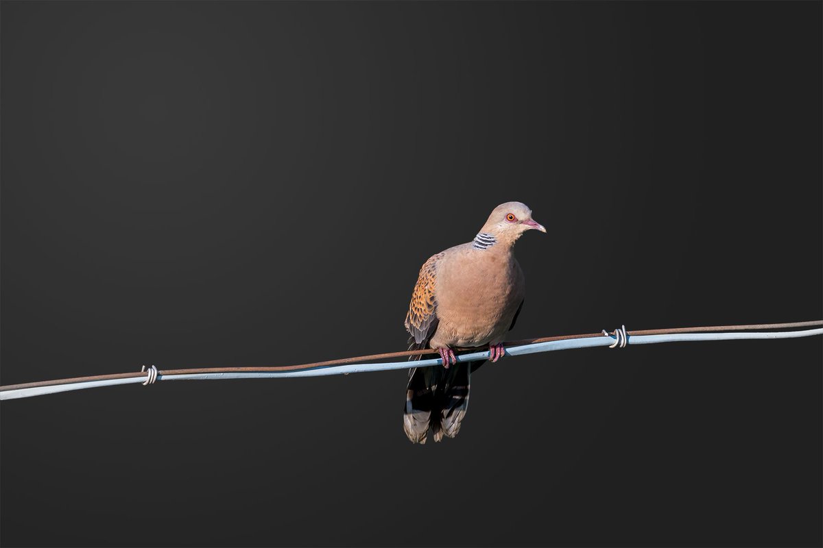 amitdabasphotos's tweet photo. Oriental Turtle Dove

#birdphotography #BirdsOfTwitter #birds #birding #dove #spotteddove #pegion #psedit #photoedit #photoshop #photoshopedit #IndiAves https://t.co/PeIHJF24Fg