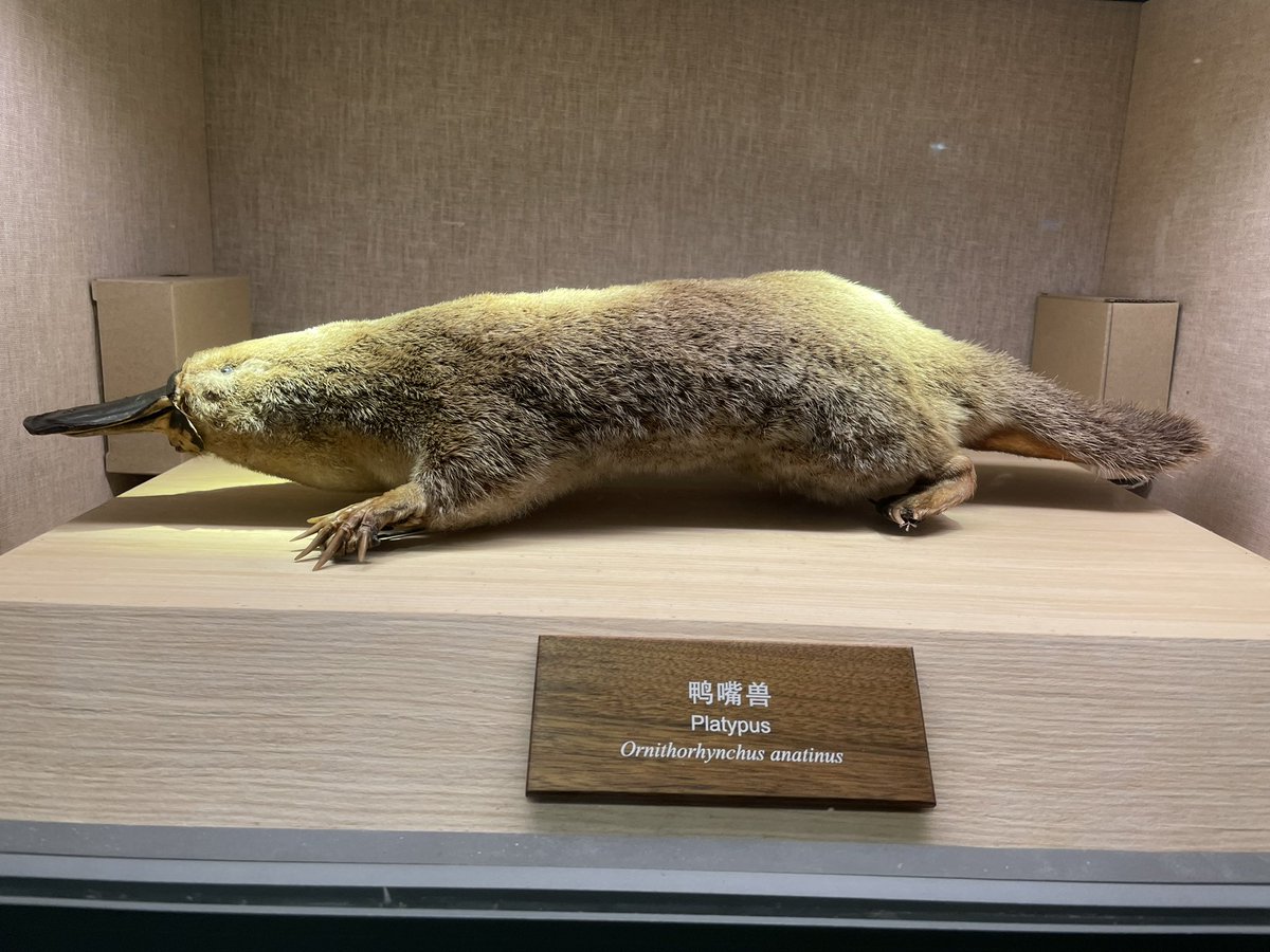 LuoZhenyan's tweet photo. Shanghai natural history museum is super impressive. https://t.co/yp59cq9AsK