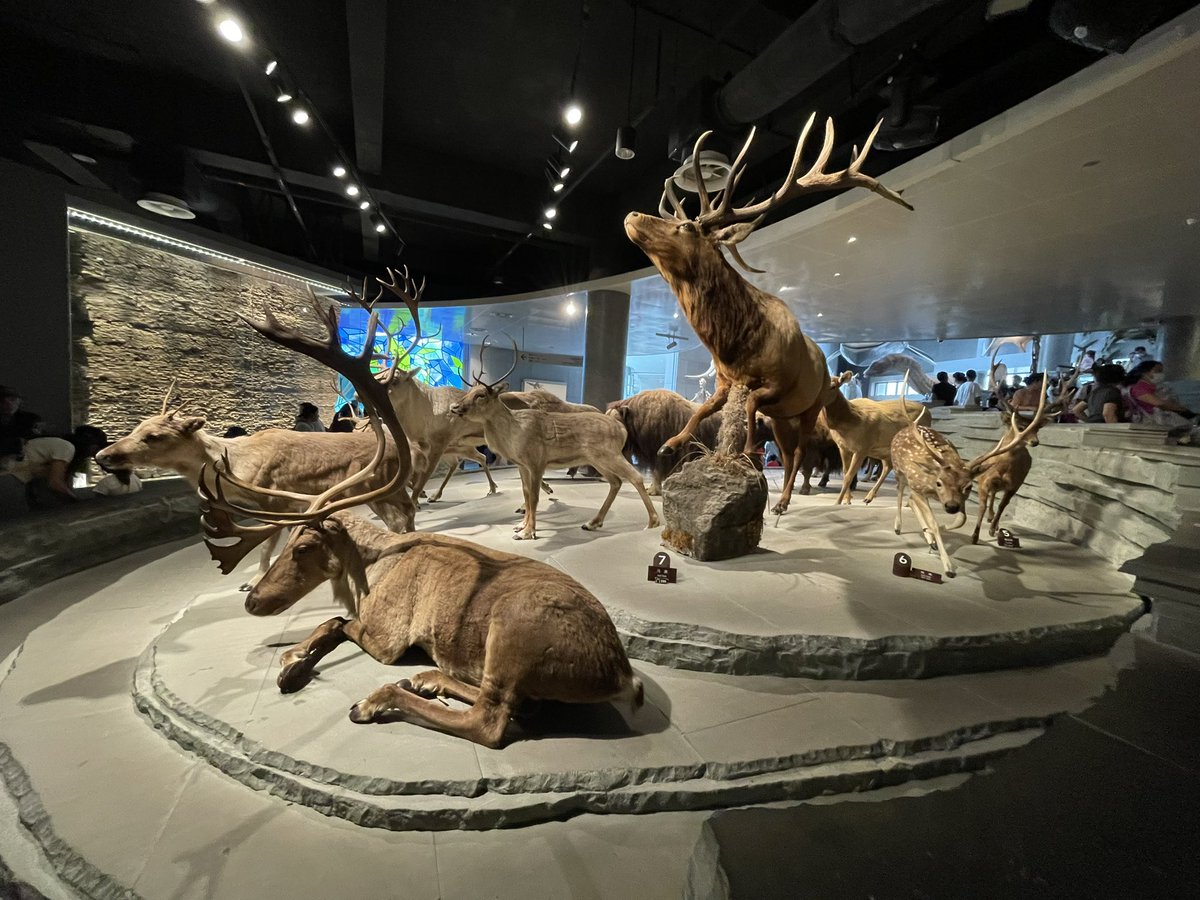 LuoZhenyan's tweet photo. Shanghai natural history museum is super impressive. https://t.co/yp59cq9AsK