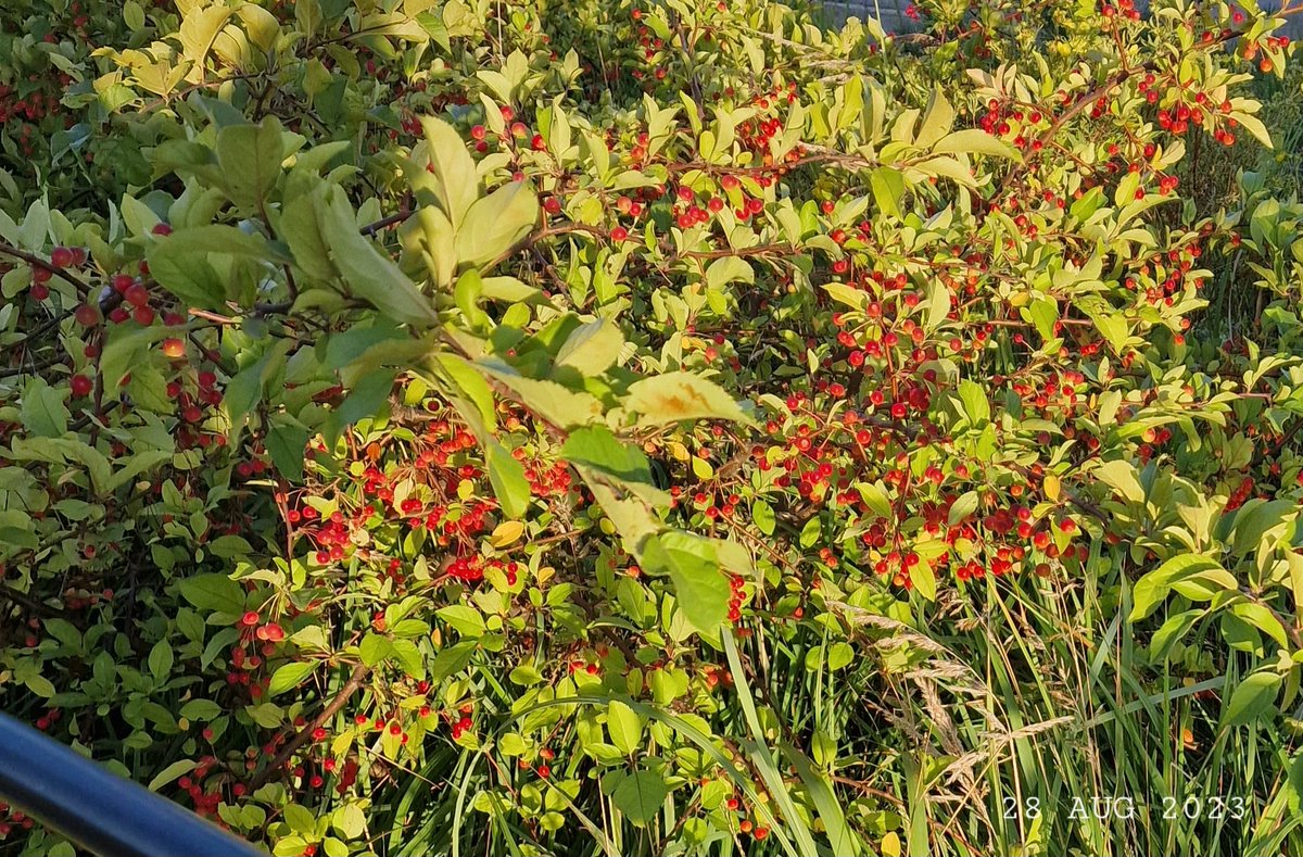 IDadzkov's tweet photo. Bushes of the decorative crab with small apples.
#nature #DecorativeCrab #SmallApples 
#FruitsPhoto https://t.co/VmuO7n9eIR