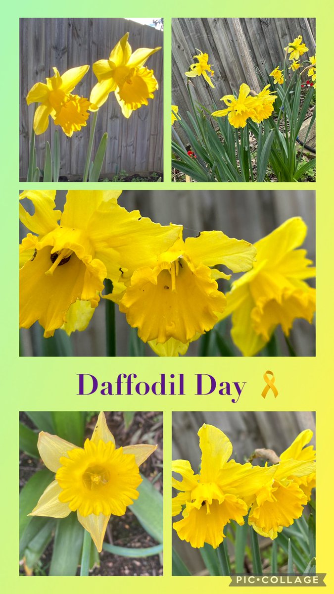 #DaffodilDay Kick Cancers 🤬