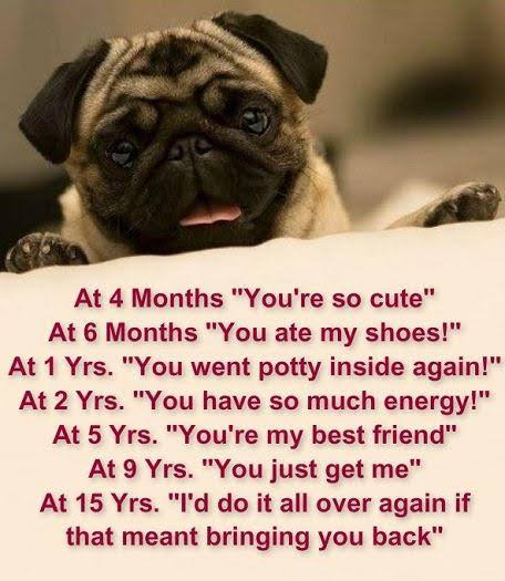 So sweet pug ❤️

At 4 months you're so cute 
At 6 months you ate my shoes 
At 1 yes.you ate 1yrs you went potty inside again 
#pugslife #pugface #puglife #pugglesofinstagram
#pugstuff #pugdog #pugmix #pugworld
#pugmagazine #pugoftheday #dutchbulldog