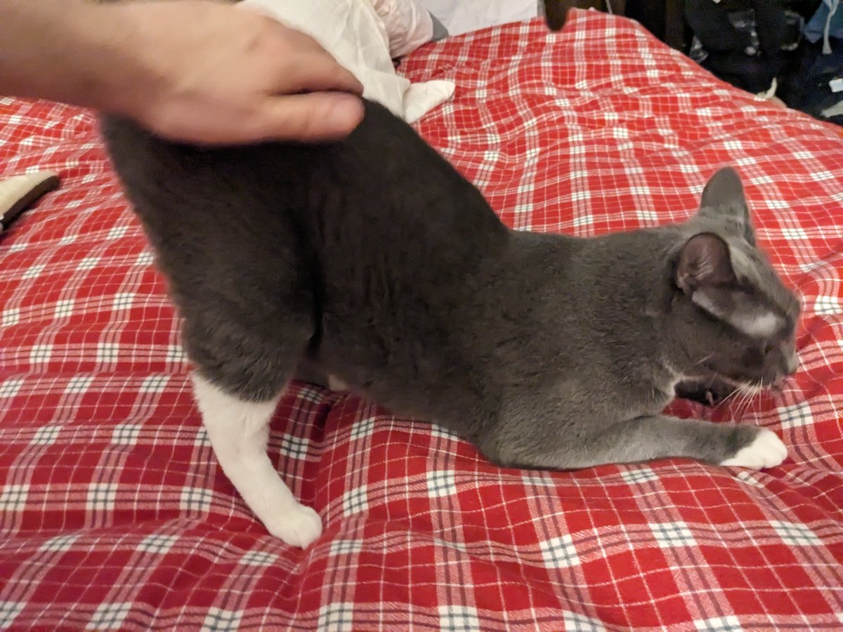 wokbonds's tweet photo. Lol why does spacecat do this when I pet her https://t.co/UO0juJIKz6