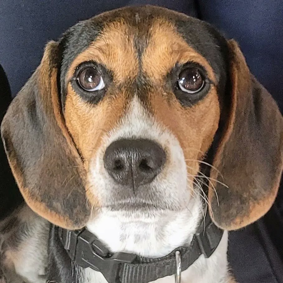Find 5 month old Contessa at queensbeagle.com <a href="/beaglefacts/">Beagle Facts</a> @Karmathebeagle <a href="/TriBeagles/">TriBeagles</a> #pocketbeagle #tricolorbeagle #tricolorpocketbeagle #queenelizabethpocketbeagle <a href="/pocketbeagles/">Beagle Lover</a> <a href="/pocketbeagle/">Anthony Tirotta</a> <a href="/Pocketbeagles2/">Pocketbeagles</a> <a href="/pocketbeagle8/">Karli Aguilar-Burst</a>