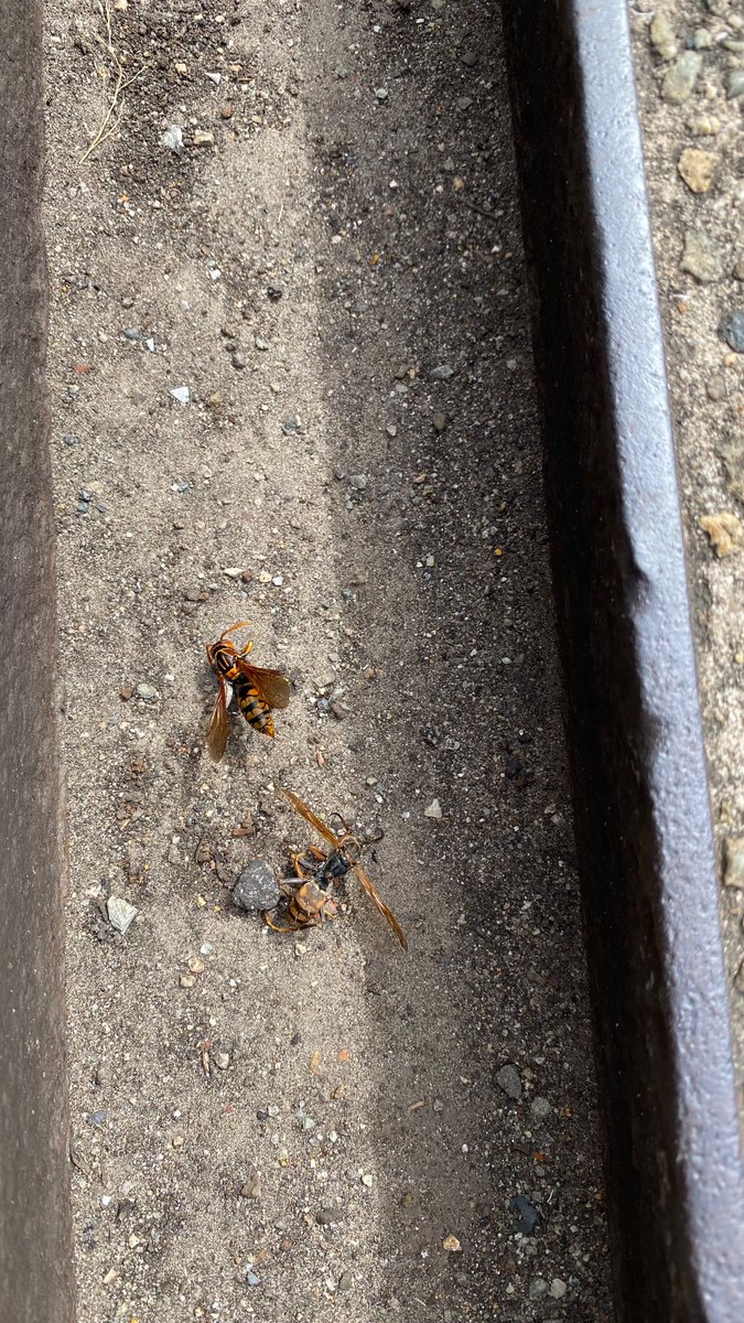 俺のスタンドのスピードに勝てると思っていたのか🧟‍♂️