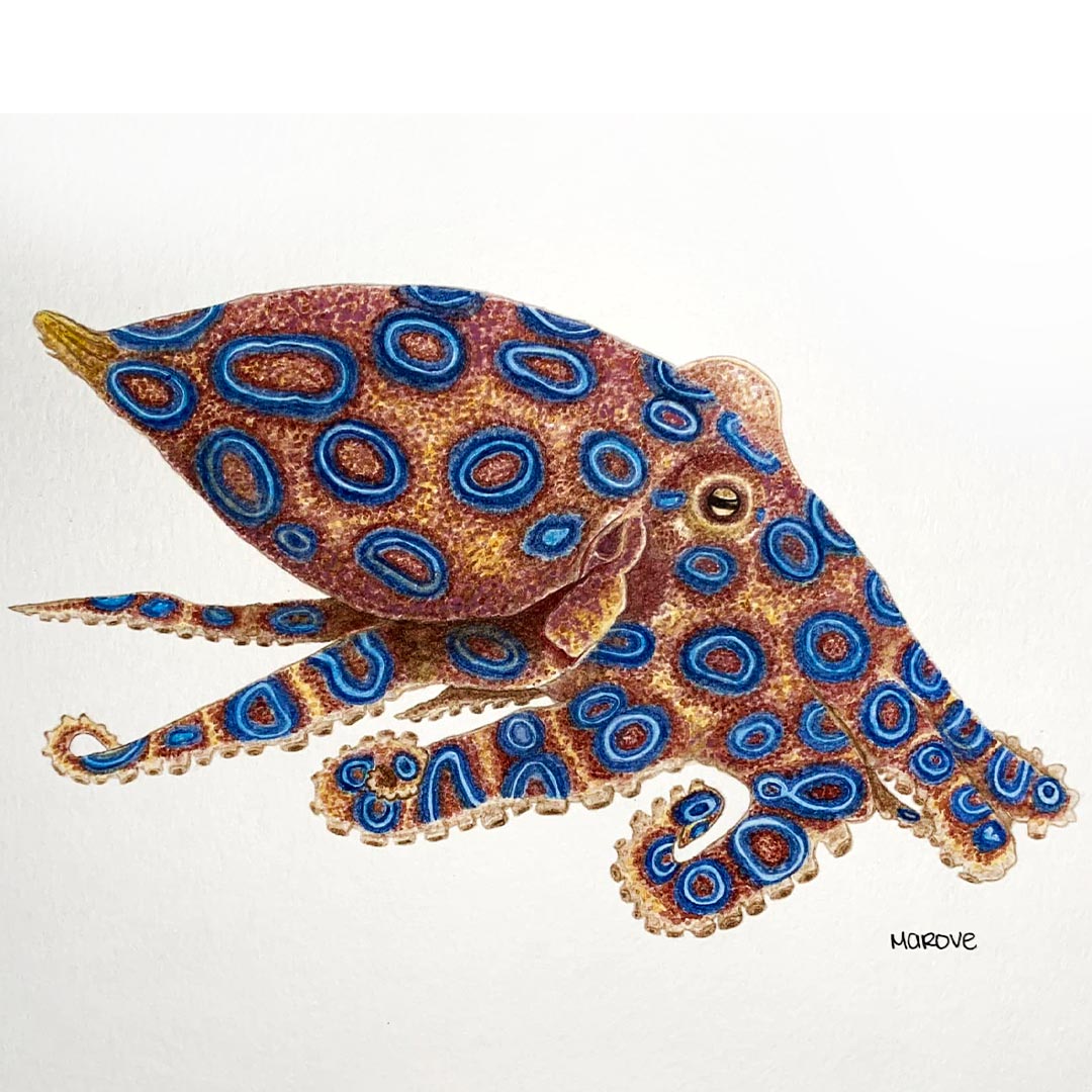 LondonArtCol's tweet photo. We are thrilled to showcase this stunning watercolour painting of an octopus created by student Mayté Velueta!  Mayté painted it for our Under The Sea art challenge. #LondonArtCollege https://t.co/p0eLqLR5Nh