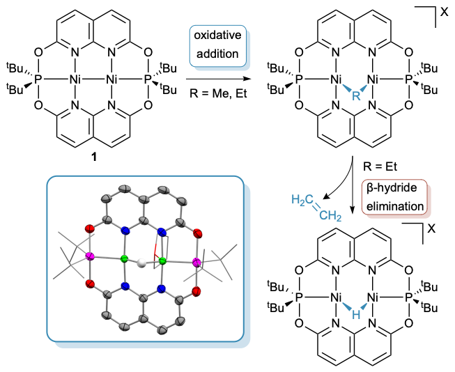 Annie Colebatch (@anniecolebatch) on Twitter photo Excited to share the next step in <a href="/AndieDelaney/">Andie Delaney</a>'s PONNOPONNO adventures. Oxidative Addition and β‐hydride Elimination by a Macrocyclic Dinickel Complex: Observing Bimetallic Elementary Reactions out now in <a href="/ChemEurJ/">ChemEurJ: Chemistry - A European Journal</a>
…mistry-europe.onlinelibrary.wiley.com/doi/10.1002/ch… Excited to share the next step in <a href="/AndieDelaney/">Andie Delaney</a>'s PONNOPONNO adventures. Oxidative Addition and β‐hydride Elimination by a Macrocyclic Dinickel Complex: Observing Bimetallic Elementary Reactions out now in <a href="/ChemEurJ/">ChemEurJ: Chemistry - A European Journal</a>
…mistry-europe.onlinelibrary.wiley.com/doi/10.1002/ch…