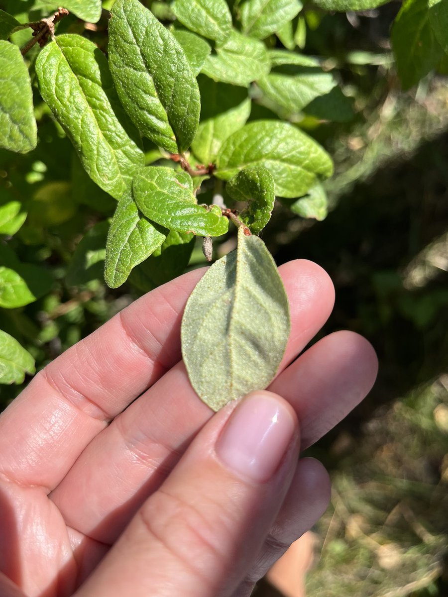 AlexMunroCBE tweet media