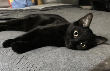 baekdoo5612's tweet image. 적인 줄 알고  무기들었는데 귀여운 깜냥수인애인

- ..냐?
- 자기야 깜짝 놀랬잖아

당연히 나갔을 시간이고 아무도 없을 집ㅇㄹ텐데 제 손등을 건들이는 것 때문에 예민해진 백.
어제밤 오랜만에 지독하게 괴롭힘 당해서 움직이지도 못하게 만들었으면서.. 삐져서 무기 겨누고 있는 손등 콱 물기.